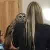 owl